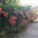 Corfu Anastasia Kontokali
