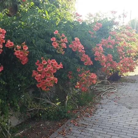 Corfu Anastasia Kondókali